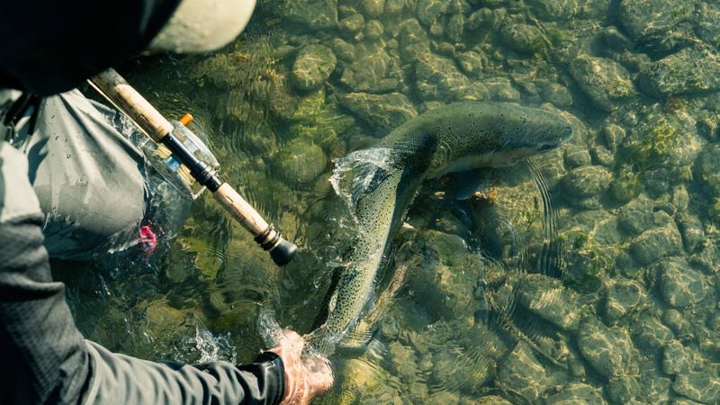 Scott Hall looks to coax something cantankerous and hungry from a snag-filled underwater lair. Photo: Jeremiah Watt