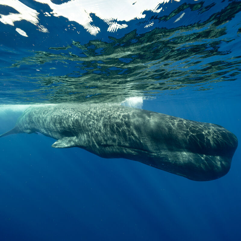 海と生きる。それぞれの物語 - 生活の中にクジラがいる／篠宮 龍三